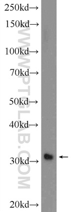 GIYD2 Antibody in Western Blot (WB)