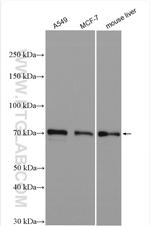 TOX2 Antibody in Western Blot (WB)