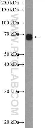 TOX2 Antibody in Western Blot (WB)