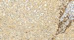 RASAL3 Antibody in Immunohistochemistry (Paraffin) (IHC (P))