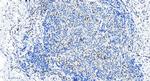 RASAL3 Antibody in Immunohistochemistry (Paraffin) (IHC (P))