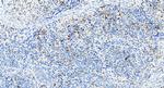 RASAL3 Antibody in Immunohistochemistry (Paraffin) (IHC (P))
