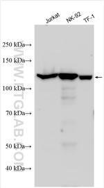 RASAL3 Antibody in Western Blot (WB)