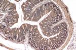AMDHD1 Antibody in Immunohistochemistry (Paraffin) (IHC (P))