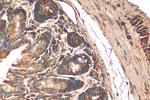 AMDHD1 Antibody in Immunohistochemistry (Paraffin) (IHC (P))