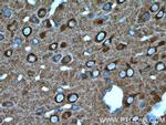 NSF Antibody in Immunohistochemistry (Paraffin) (IHC (P))