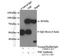 NSF Antibody in Immunoprecipitation (IP)