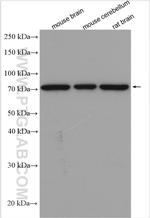 NSF Antibody in Western Blot (WB)