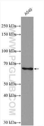 MYLK2 Antibody in Western Blot (WB)