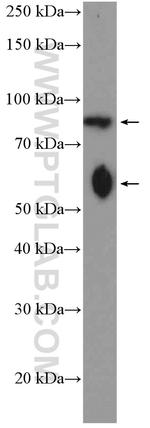 C17orf28 Antibody in Western Blot (WB)