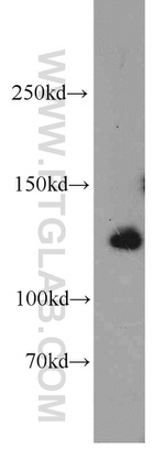 LRPPRC Antibody in Western Blot (WB)