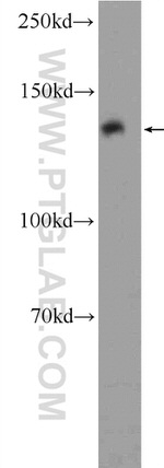 LRPPRC Antibody in Western Blot (WB)