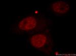 CBLL1 Antibody in Immunocytochemistry (ICC/IF)