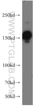 GOLGA3 Antibody in Western Blot (WB)