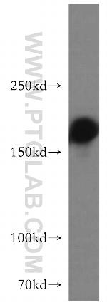 GOLGA3 Antibody in Western Blot (WB)