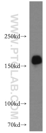 GOLGA3 Antibody in Western Blot (WB)