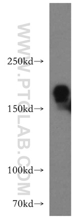 GOLGA3 Antibody in Western Blot (WB)
