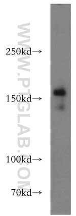 GOLGA3 Antibody in Western Blot (WB)