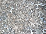 EYA3 Antibody in Immunohistochemistry (Paraffin) (IHC (P))
