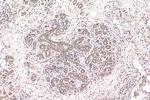 EYA3 Antibody in Immunohistochemistry (Paraffin) (IHC (P))
