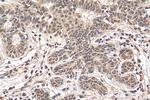 EYA3 Antibody in Immunohistochemistry (Paraffin) (IHC (P))
