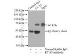 EYA3 Antibody in Immunoprecipitation (IP)