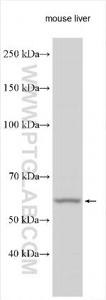 ZNF230 Antibody in Western Blot (WB)
