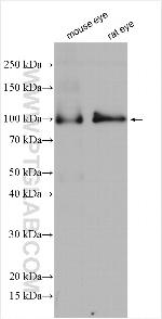 PDE6A Antibody in Western Blot (WB)