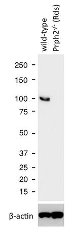 PDE6A Antibody in Western Blot (WB)