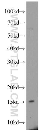 FAM72 Antibody in Western Blot (WB)