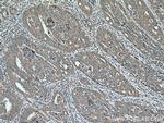 FAM72 Antibody in Immunohistochemistry (Paraffin) (IHC (P))