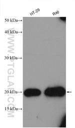FAM72 Antibody in Western Blot (WB)