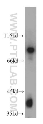 PCDHGB3 Antibody in Western Blot (WB)