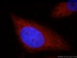 HSPA4 Antibody in Immunocytochemistry (ICC/IF)