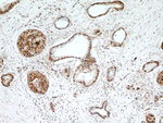 HSPA4 Antibody in Immunohistochemistry (Paraffin) (IHC (P))