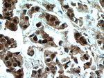 HSPA4 Antibody in Immunohistochemistry (Paraffin) (IHC (P))