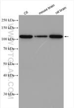 HSPA4 Antibody in Western Blot (WB)