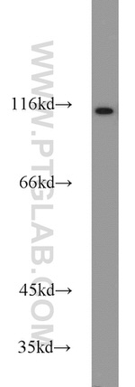 HSPA4 Antibody in Western Blot (WB)