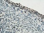 TET2 Antibody in Immunohistochemistry (Paraffin) (IHC (P))
