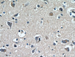 CCDC25 Antibody in Immunohistochemistry (Paraffin) (IHC (P))