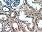 CCDC25 Antibody in Immunohistochemistry (Paraffin) (IHC (P))