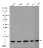 CCDC25 Antibody in Western Blot (WB)