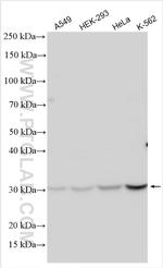 SFRS2 Antibody in Western Blot (WB)