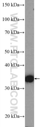ATOH1 Antibody in Western Blot (WB)