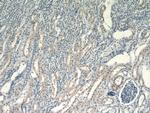 RXRA Antibody in Immunohistochemistry (Paraffin) (IHC (P))