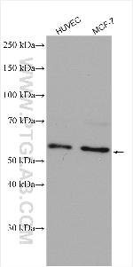 AAMP Antibody in Western Blot (WB)