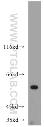 AAMP Antibody in Western Blot (WB)