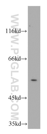 AAMP Antibody in Western Blot (WB)