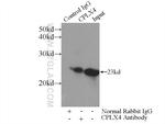 CPLX4 Antibody in Immunoprecipitation (IP)