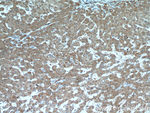 SCO2 Antibody in Immunohistochemistry (Paraffin) (IHC (P))